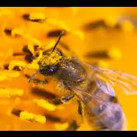 Nyers virágpor, nyers virágpor vásárlás, nyers virágpor hatásai, nyers virágpor Bodó Méhészet, nyers virágpor jótékony hatásai