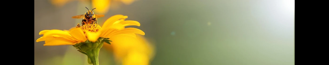 Méhpempő, méhpempő rendelés, méhpempő Bodó Méhészet