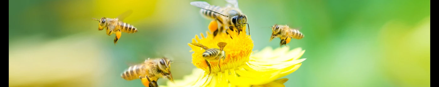 Méhmérges krém, méhmérges kenőcs, Bodó Méhészet.
