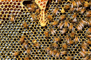 méhpempő, méhpempő hatásai
