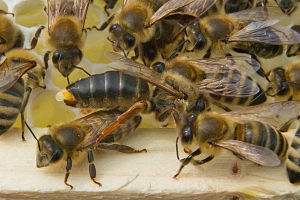 Méhek párzáskor