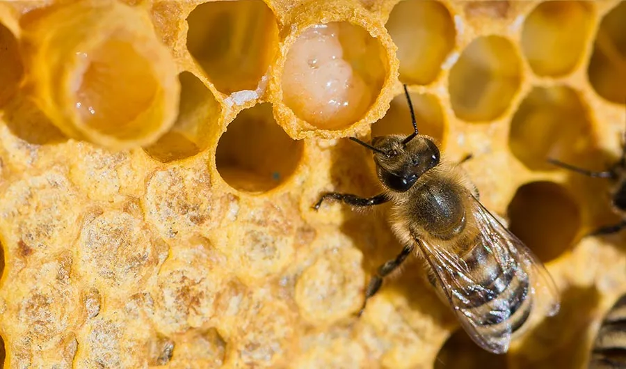 Méhpempő ár, vásárlás, megrendelés - Bodó méhészet