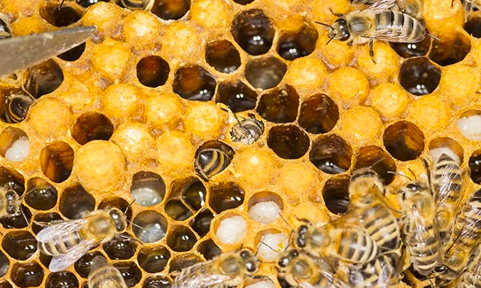 méhpempő, ár, vásárlás, termelőtől - Bodó méhészet