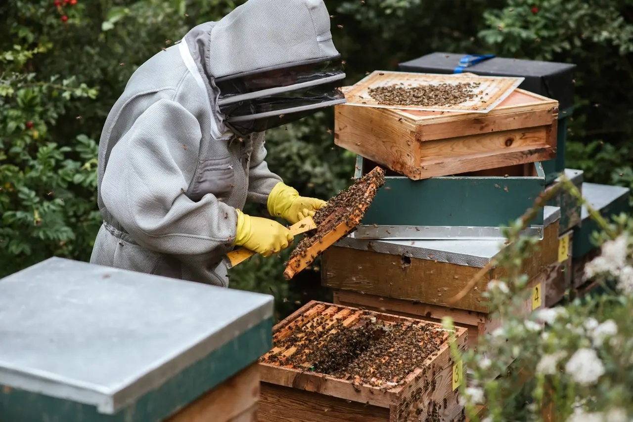 mire jó a méhpempő, vélemények, ár, ára - Bodó méhészet