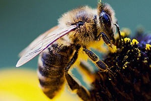 méhpempő, méhpempő hatásai