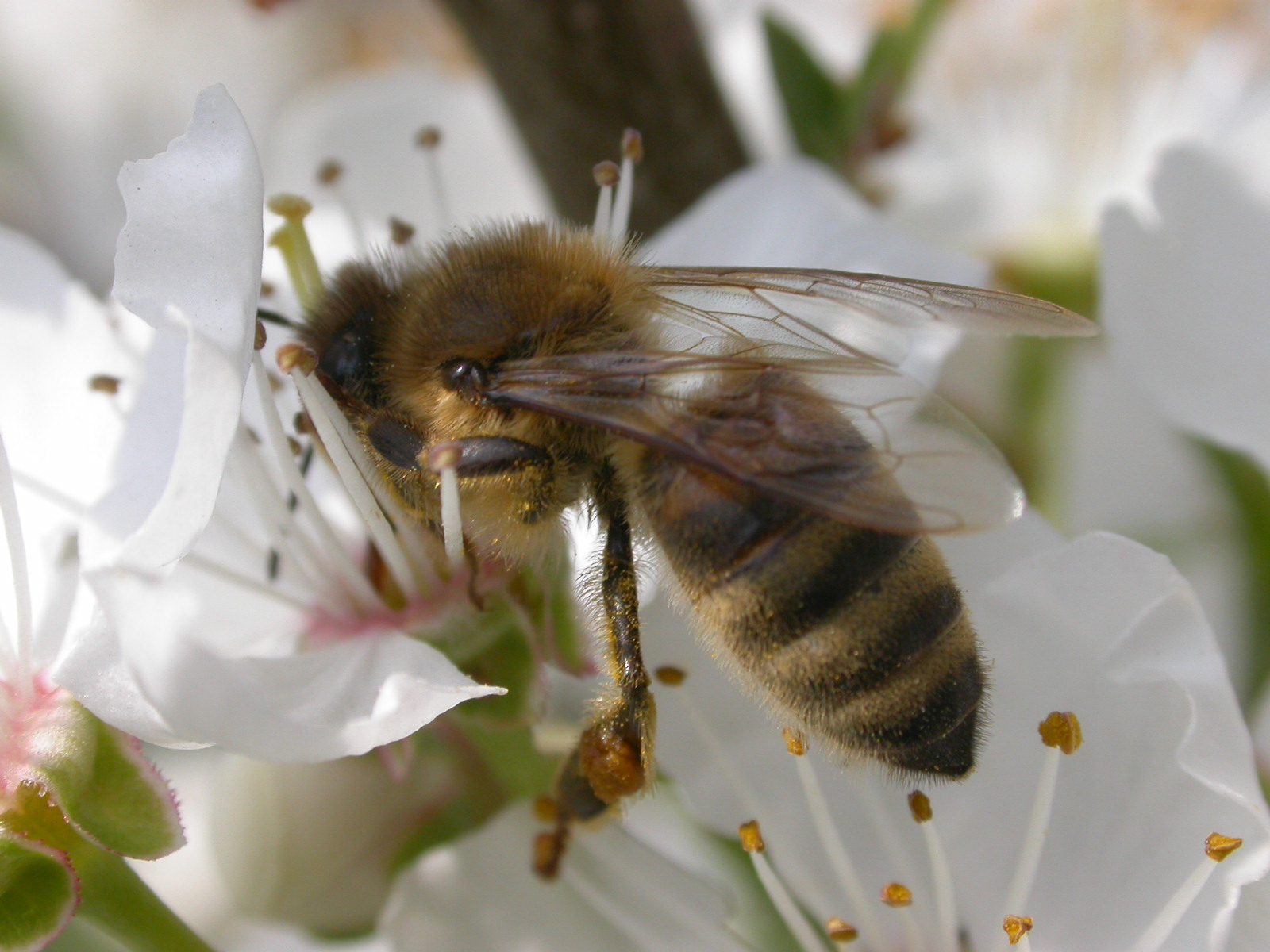 méh és darázs