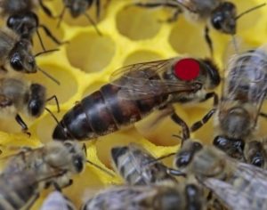 Méhpempő-adagolás és a termék fogyasztási javaslatai