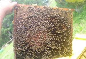 A méhlakástól a méhkaptárig