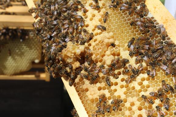 Méhpempő adaptogén, terheség, babavárás - Bodó méhészet