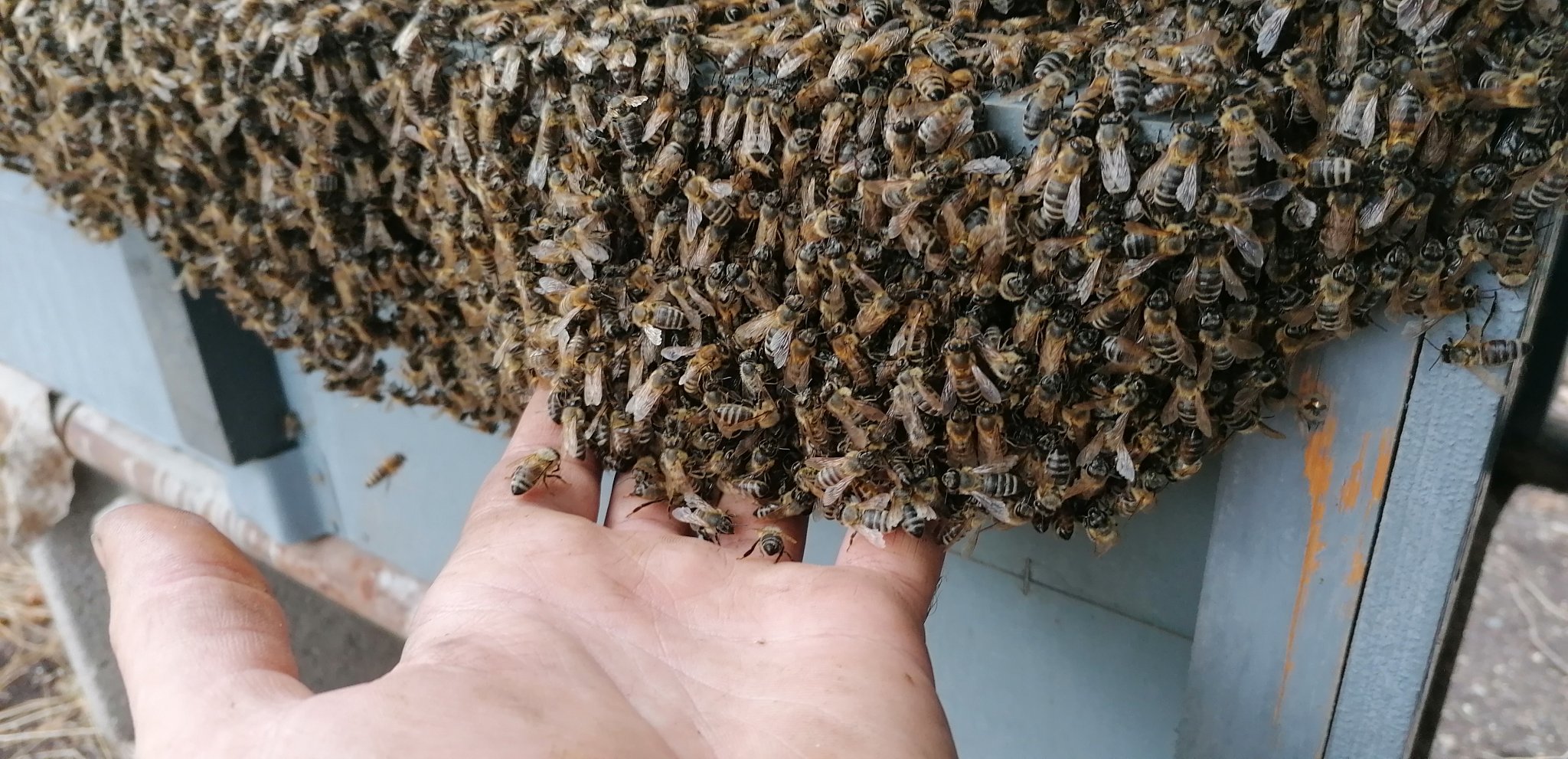 Méz pörgetés - Bodó Méhészet