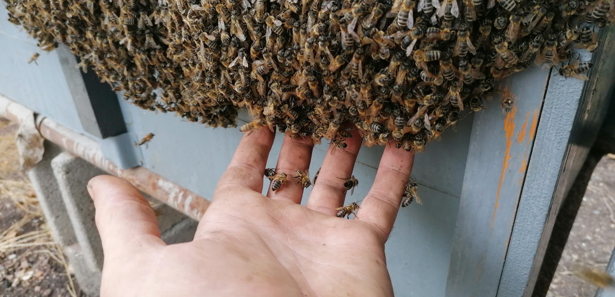 Méz pörgetés - Bodó Méhészet