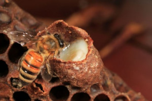 Tiszta méhpempő